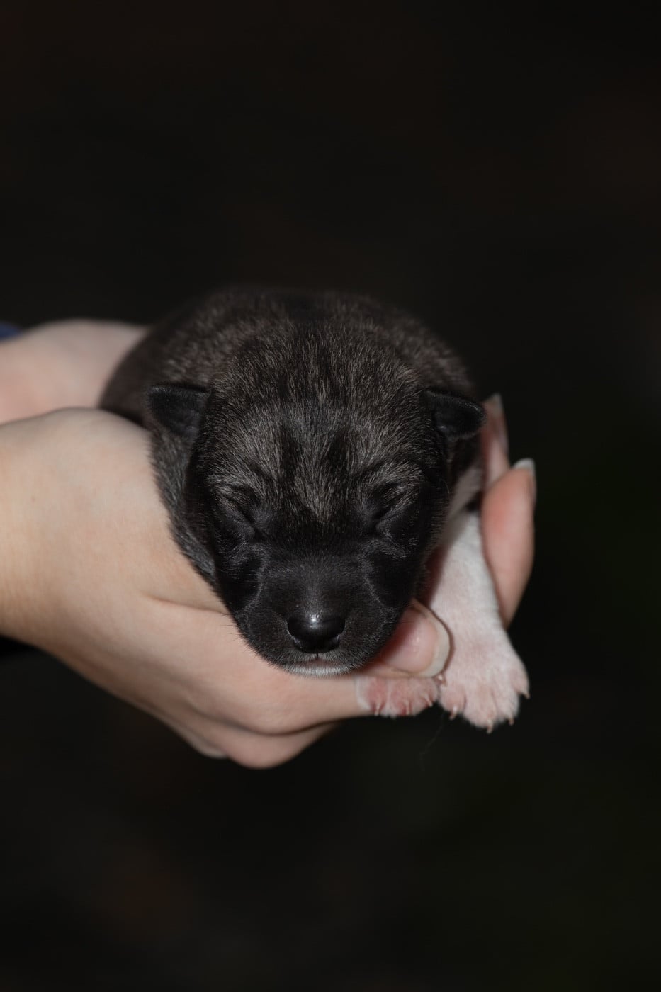 By my side - Siberian Husky