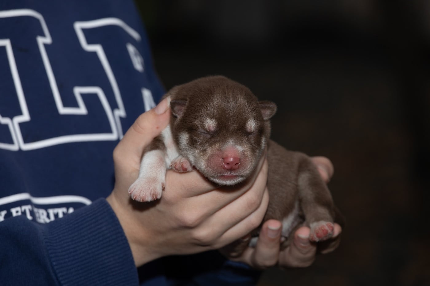 Brown bear - Siberian Husky