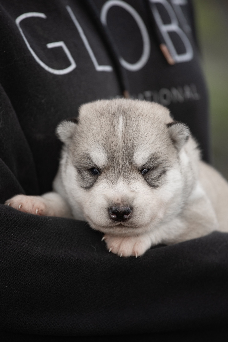 Bunny - Siberian Husky
