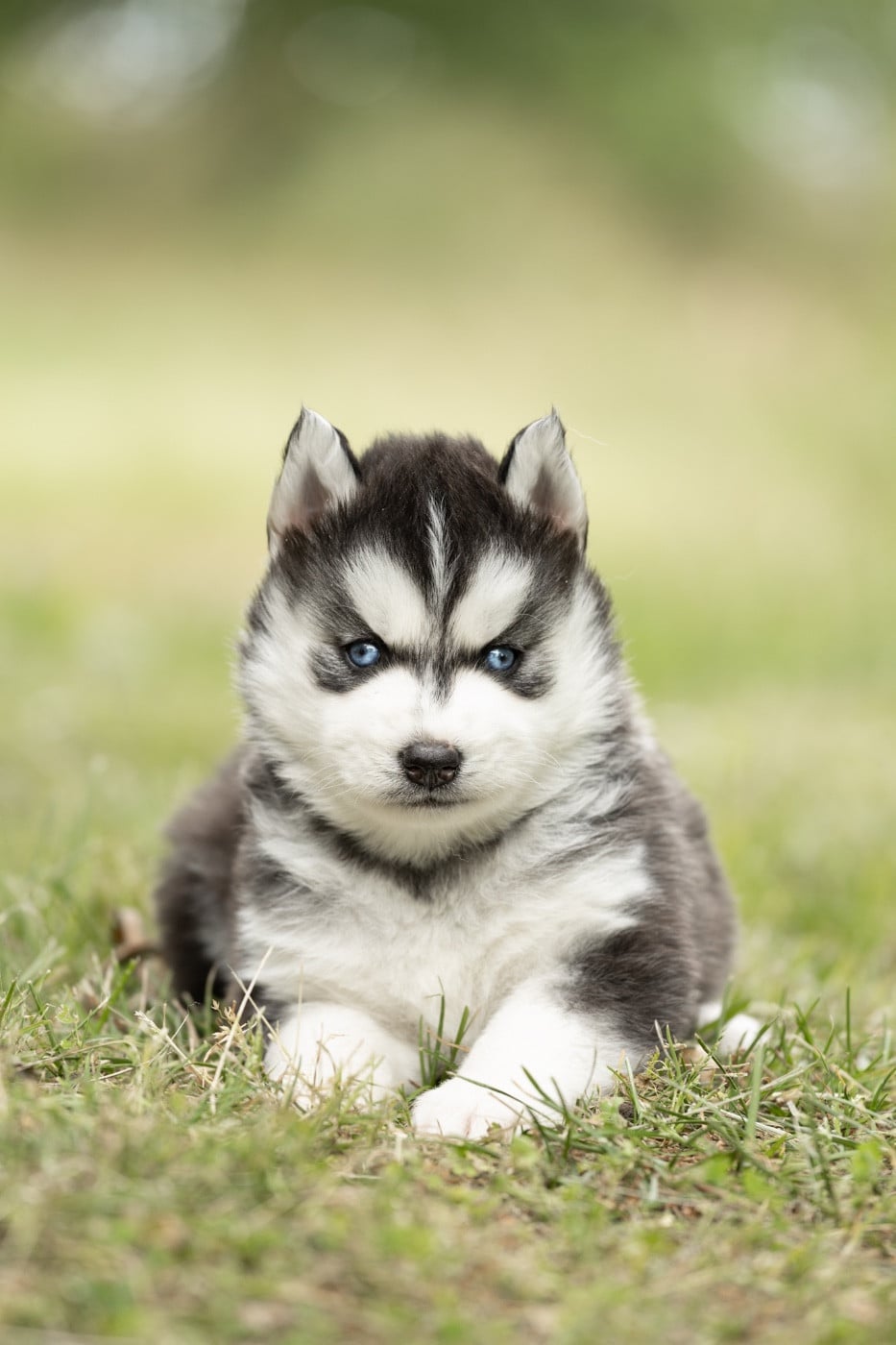 BEAUTIFUL POKER FACE - Siberian Husky