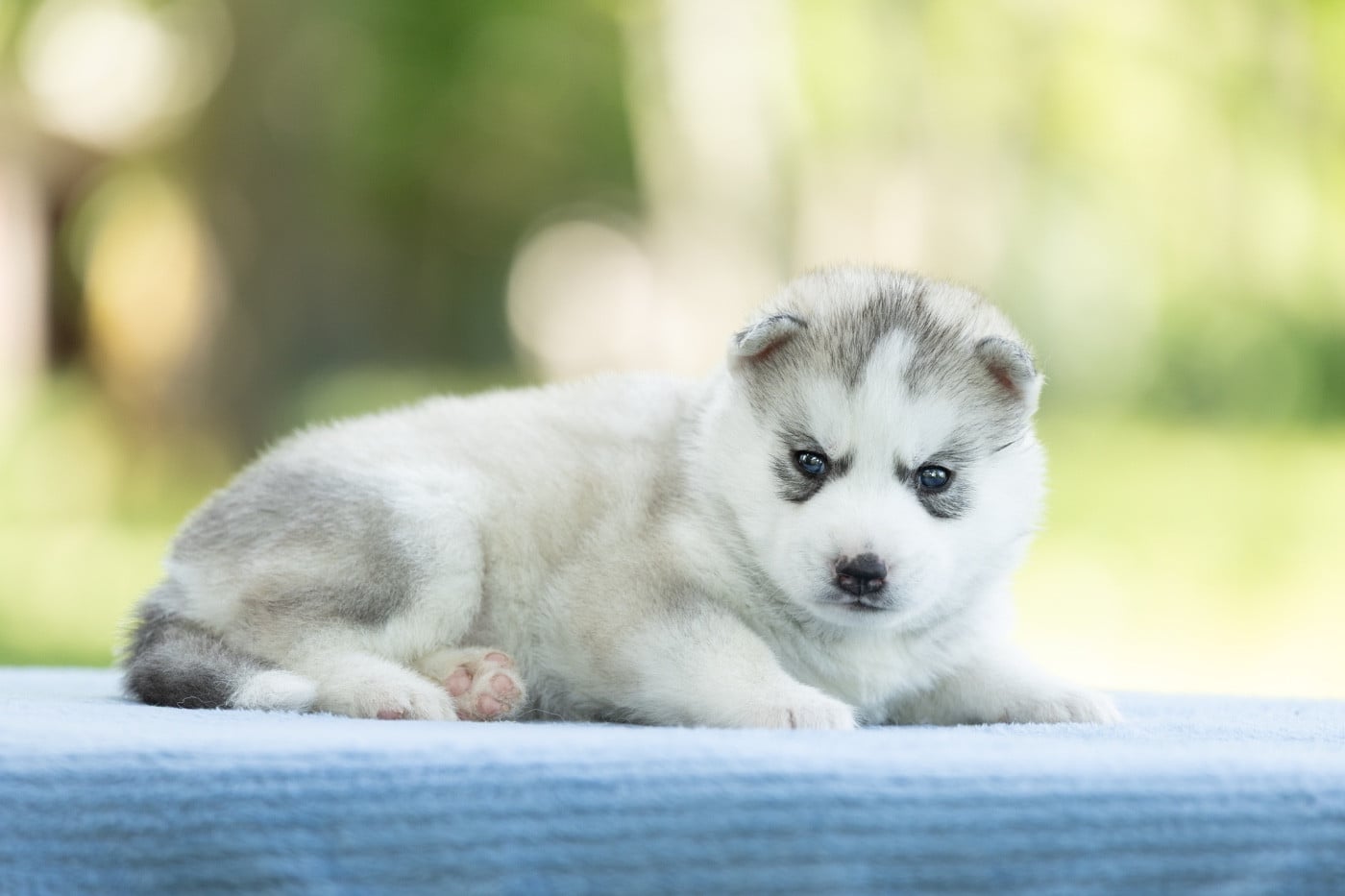 CHIOT 5 - Siberian Husky