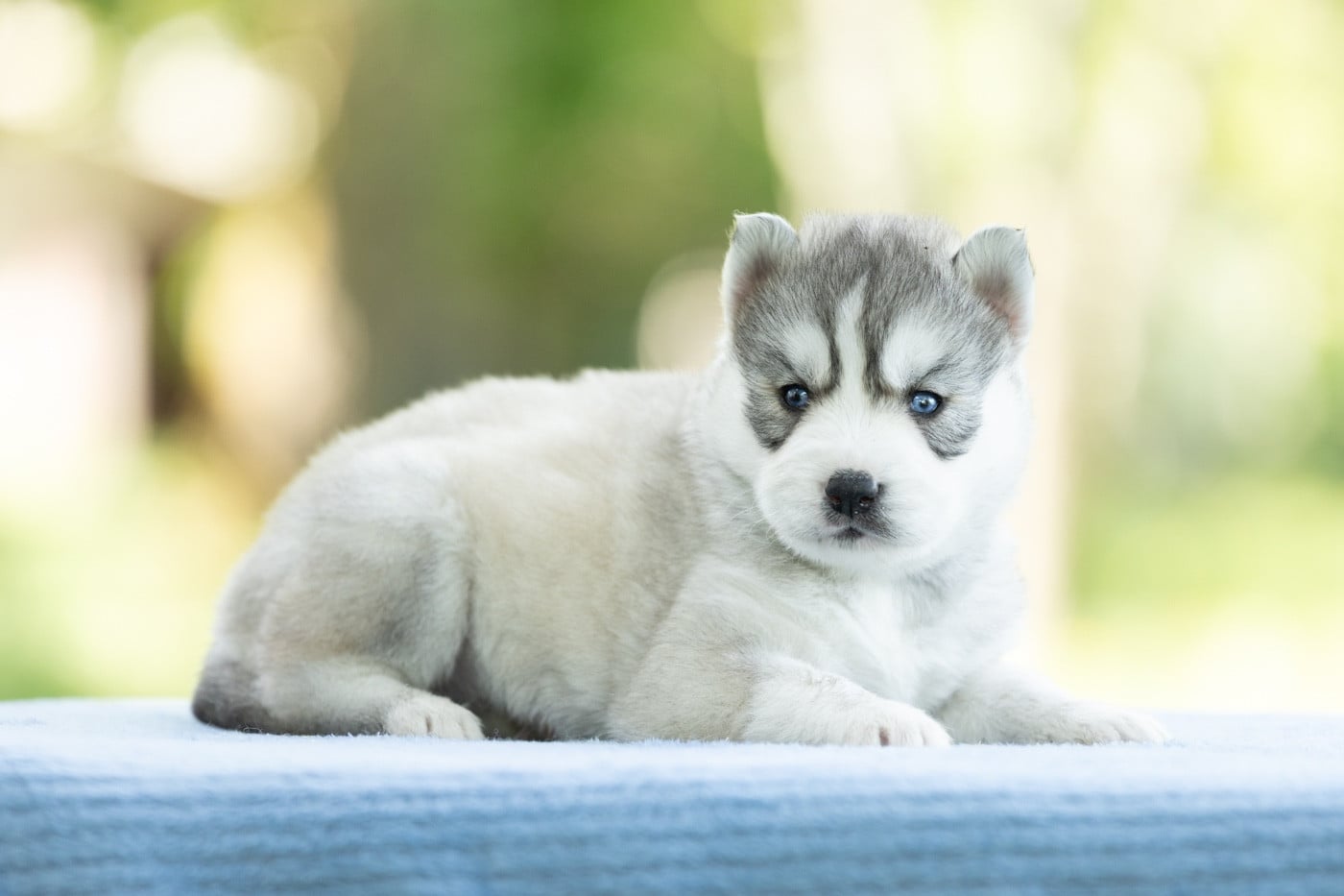 CHIOT 3 - Siberian Husky
