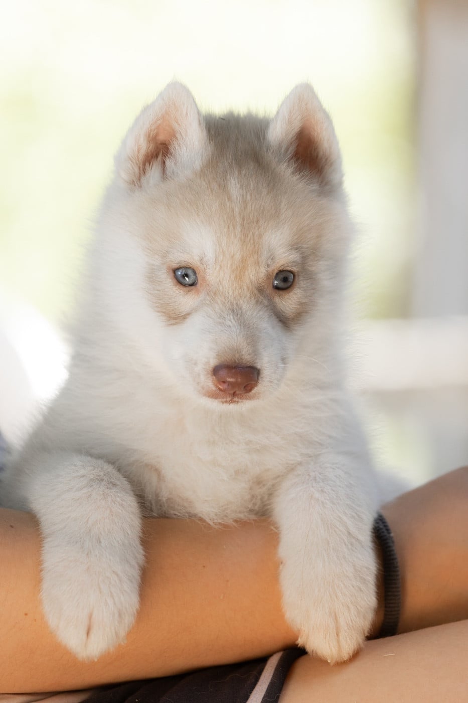 BUSTER - Siberian Husky