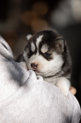 Les chiots de Siberian Husky
