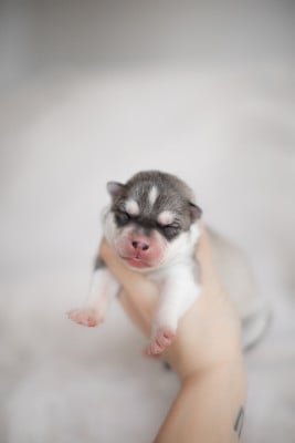 Les chiots de Siberian Husky