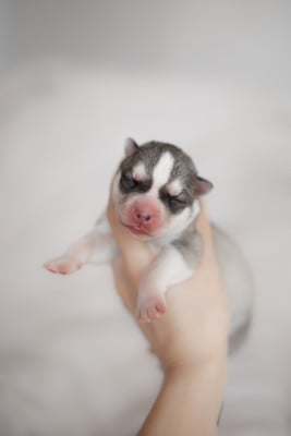 Les chiots de Siberian Husky