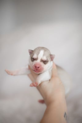 Les chiots de Siberian Husky