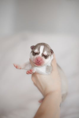 Les chiots de Siberian Husky