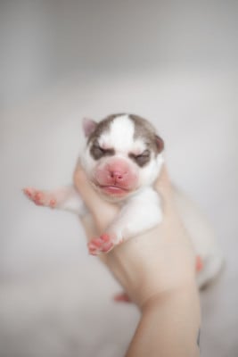 Les chiots de Siberian Husky