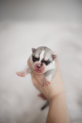 Les chiots de Siberian Husky