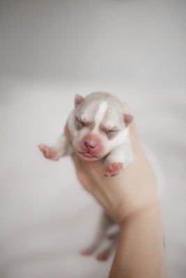 Les chiots de Siberian Husky