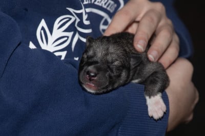 Les chiots de Siberian Husky