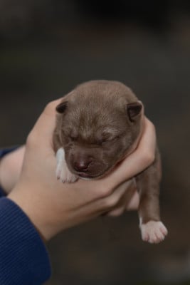 Born to win - Siberian Husky