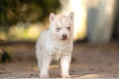 Les chiots de Siberian Husky