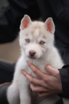 Les chiots de Siberian Husky