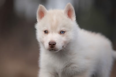 Les chiots de Siberian Husky