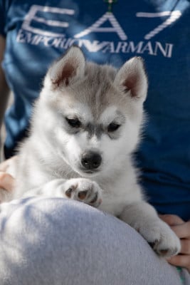 Les chiots de Siberian Husky
