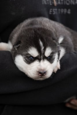 Les chiots de Siberian Husky