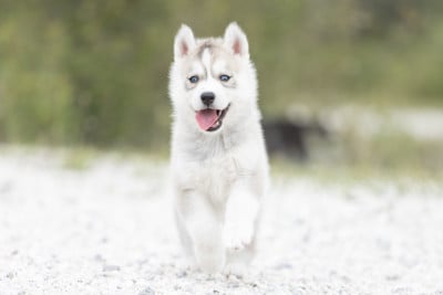 Les chiots de Siberian Husky