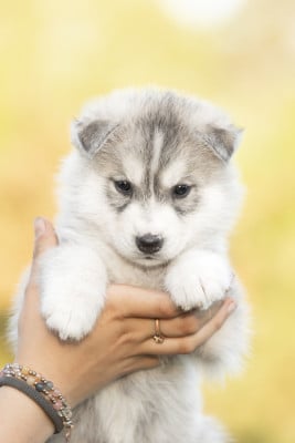 Les chiots de Siberian Husky