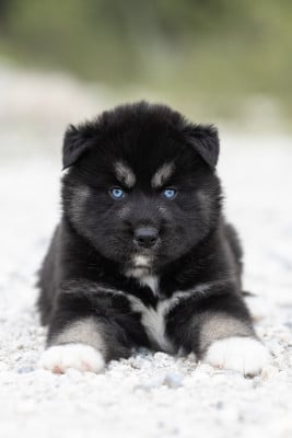 Les chiots de Siberian Husky