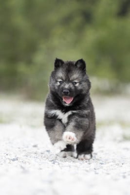 Les chiots de Siberian Husky