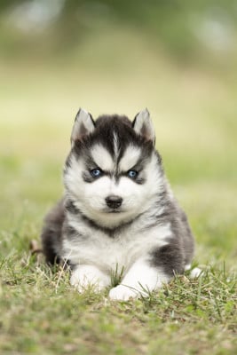Les chiots de Siberian Husky