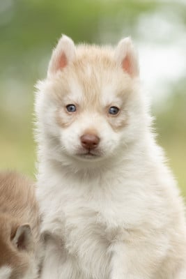 Les chiots de Siberian Husky