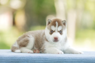Les chiots de Siberian Husky