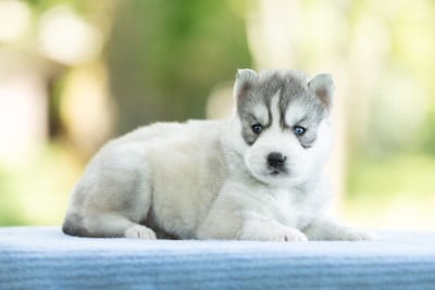 Les chiots de Siberian Husky