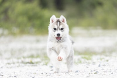 Les chiots de Siberian Husky