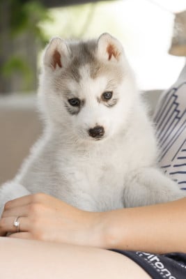 Les chiots de Siberian Husky