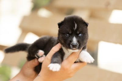 Les chiots de Siberian Husky