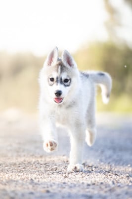 Les chiots de Siberian Husky