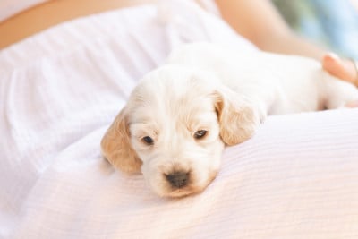 Les chiots de Cocker Spaniel Anglais