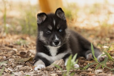 Les chiots de Siberian Husky
