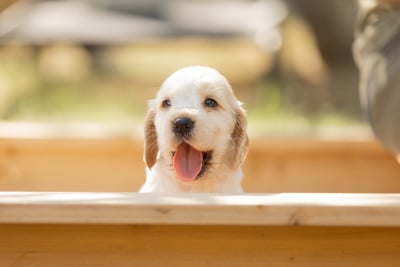 Les chiots de Cocker Spaniel Anglais