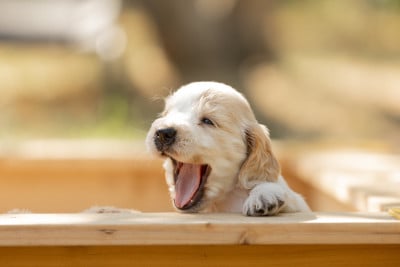 Les chiots de Cocker Spaniel Anglais