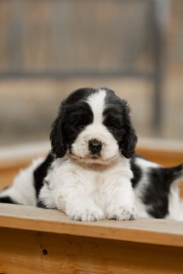 Les chiots de Cocker Spaniel Anglais