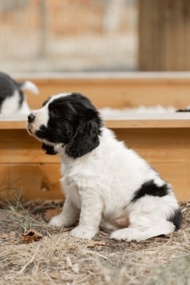 Les chiots de Cocker Spaniel Anglais