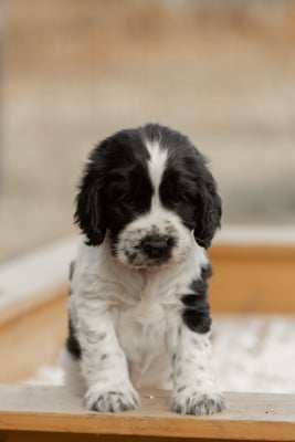 Les chiots de Cocker Spaniel Anglais