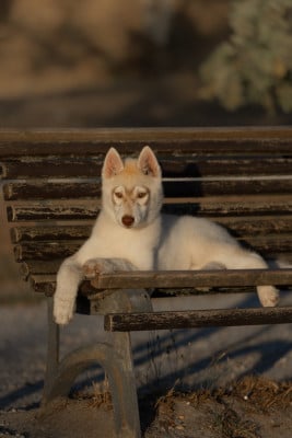 Les chiots de Siberian Husky