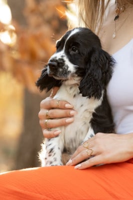Les chiots de Cocker Spaniel Anglais