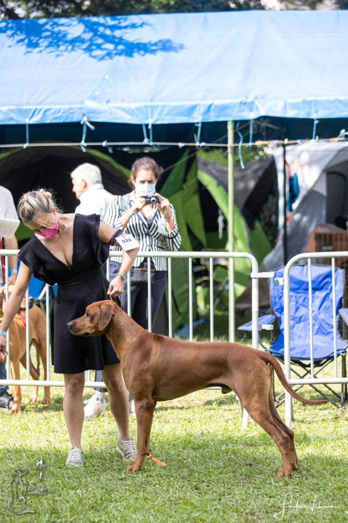 CH. Oluwa seyi aslan Du Domaine D'adéane - 1er Exc / CACS / BOS