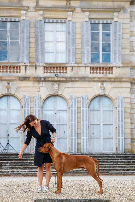 CH. Oluwa seyi aslan Du Domaine D'adéane - 1er Exc CACS CACIB BOS / Qualifié CRUFT