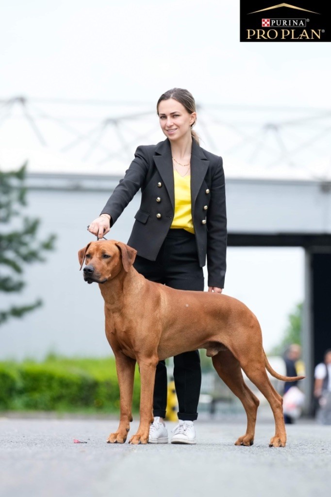 CH. Oluwa seyi aslan Du Domaine D'adéane - 2ème Exc Classe Champion