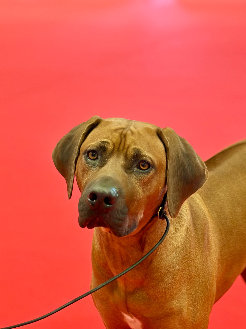 CH. Rangi ya maisha Rackham Of Lil' Toffee - Exc