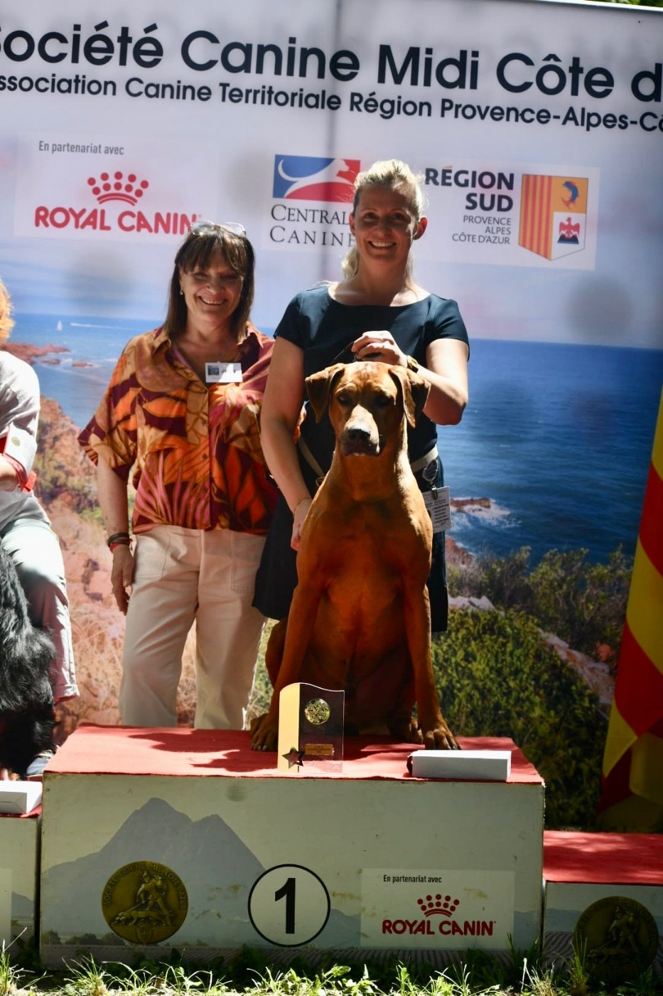 CH. Oluwa seyi aslan Du Domaine D'adéane - 1er / Exc /VCAC / VBOB / BOB / BOGIII / BEST IN SHOW VETERAN