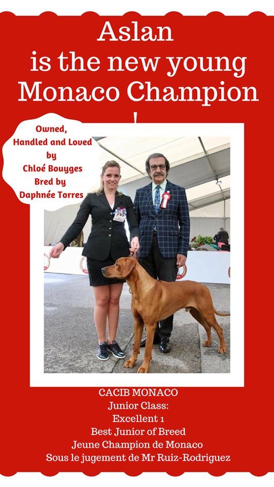 CH. Oluwa seyi aslan Du Domaine D'adéane - 1er Exc Meilleur Jeune / Champion de Monaco