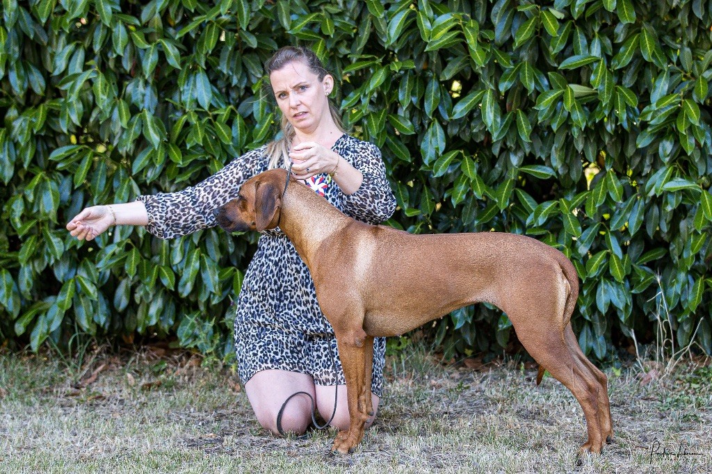 CH. Tunda wa upendo yuma Of Lil' Toffee - 1ere Exc / JCACS / JBOB / réserve Best femelle / jeune championne de France